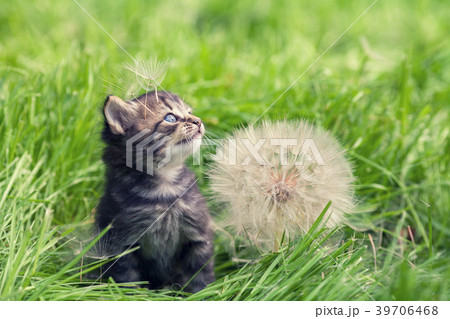 Little kitten walking on the grass Little kitten walking on the grass 39706468