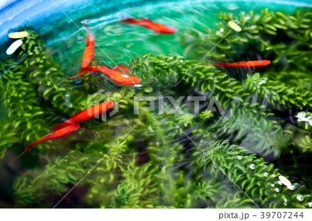 red Molly, Moonfish swim green weed in fish tank 39707244