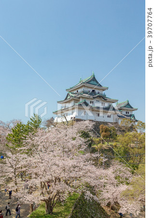 和歌山城 (桜 3月 満開) 和歌山城 (桜 3月 満開) 39707764