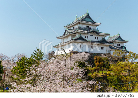 和歌山城 (桜 3月 満開) 和歌山城 (桜 3月 満開) 39707765