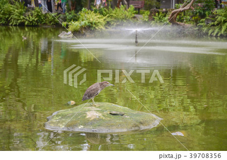 台湾のサギ 39708356