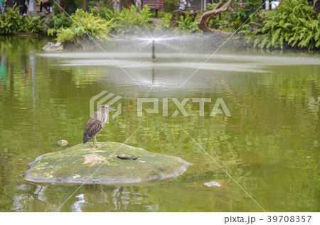 台湾のサギ 台湾のサギ 39708357