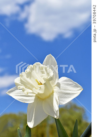 ラッパズイセン ラッパズイセン 39708442