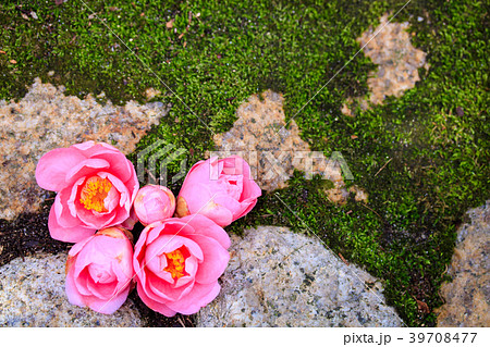 ハルサザンカまたはツバキ・笑顔 39708477