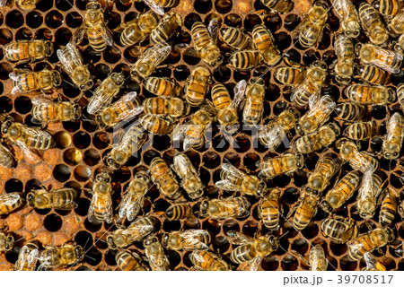 The queen bee swarm - selective focus The queen bee swarm - selective focus 39708517