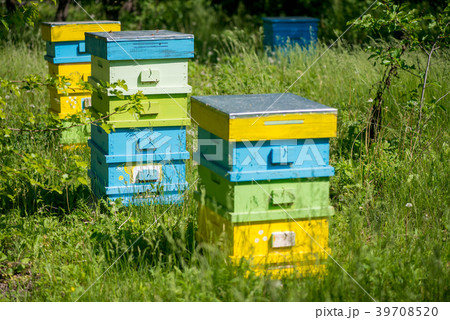 Hives in the apiary 39708520