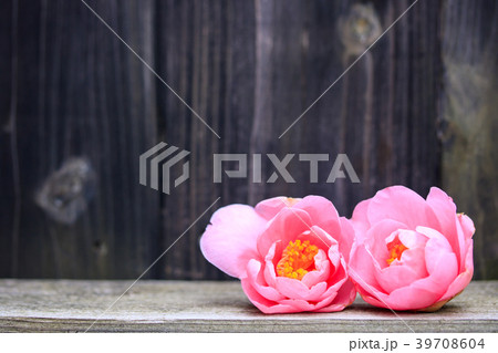 ハルサザンカまたはツバキ・笑顔 ハルサザンカまたはツバキ・笑顔 39708604