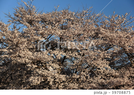 大法師公園の桜 大法師公園の桜 39708875