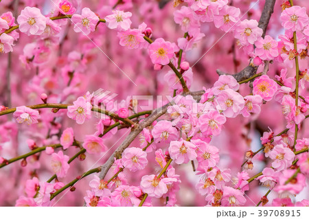 梅の花 梅の花 39708915