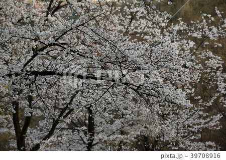 大法師公園の桜 大法師公園の桜 39708916