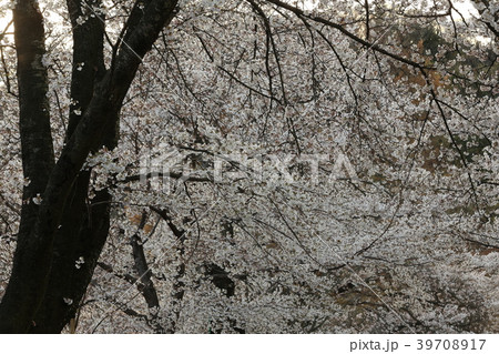 大法師公園の桜 大法師公園の桜 39708917