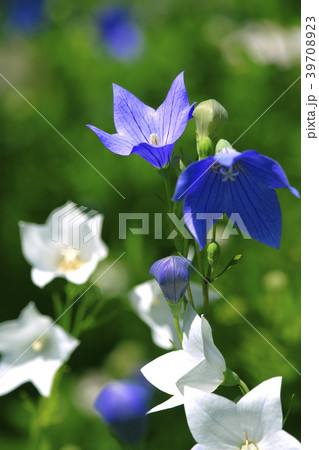 桔梗 39708923