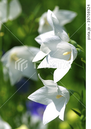 桔梗 39708924