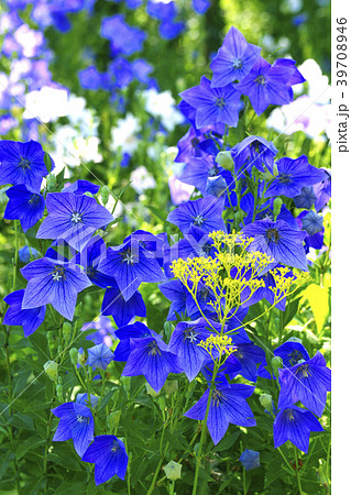 桔梗 桔梗 39708946