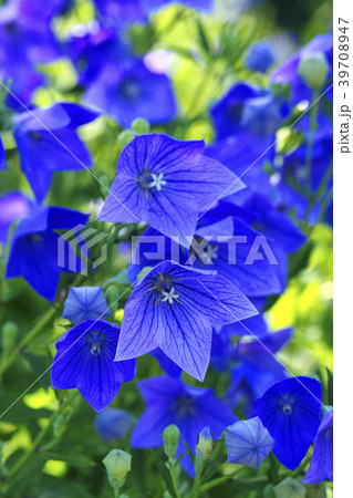 桔梗 桔梗 39708947
