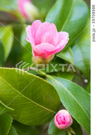 ツバキ・尾張侘助 ツバキ・尾張侘助 39708986