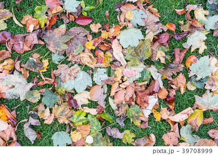 Brown, Yellow Leaves on the grass. Brown, Yellow Leaves on the grass. 39708999