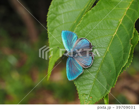 ジョウザンミドリシジミ ジョウザンミドリシジミ 39709031