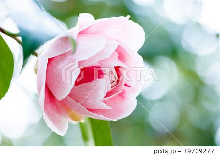 ツバキ・通い鳥 ツバキ・通い鳥 39709277