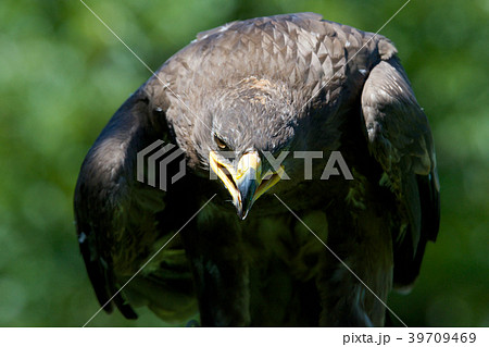 ハリスホーク ハリスホーク 39709469