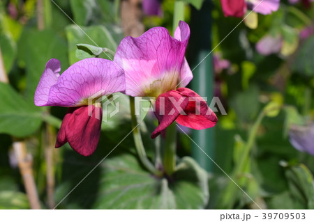 エンドウの花 39709503