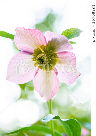 クリスマスローズ クリスマスローズ 39709531