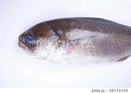 目鯛 39710149