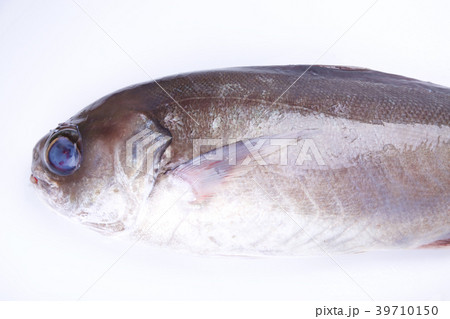 目鯛 目鯛 39710150
