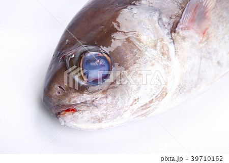 目鯛 目鯛 39710162