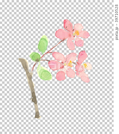 Peach peach Peach peach 39710528