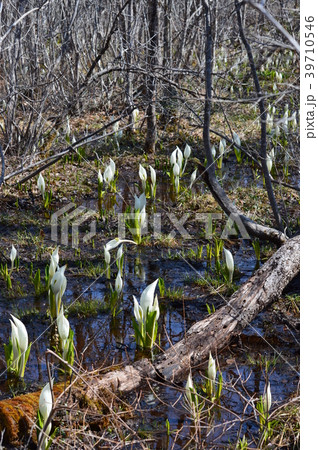 白石市水芭蕉の森公園のミズバショウ 白石市水芭蕉の森公園のミズバショウ 39710546