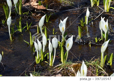 白石市水芭蕉の森公園のミズバショウ 白石市水芭蕉の森公園のミズバショウ 39710547