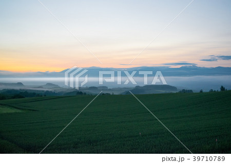 朝霧の丘 夜明け 丘の風景 美瑛 上富良野 富良野 朝霧の丘 夜明け 丘の風景 美瑛 上富良野 富良野 39710789