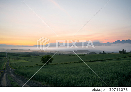 朝霧の丘 夜明け 丘の風景 美瑛 上富良野 富良野 朝霧の丘 夜明け 丘の風景 美瑛 上富良野 富良野 39711078