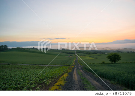 朝霧の丘 夜明け 丘の風景 美瑛 上富良野 富良野の写真素材