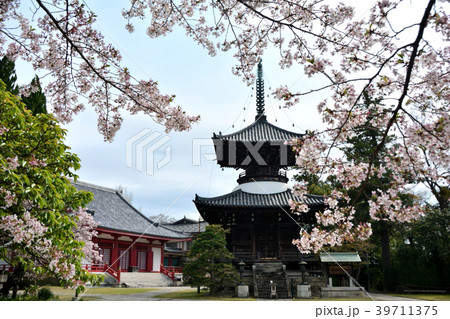 高山寺 多宝塔とさくら 高山寺 多宝塔とさくら 39711375