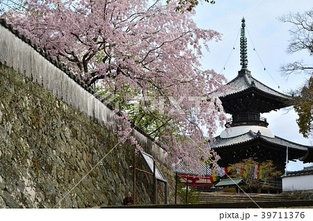 高山寺 多宝塔とさくら 高山寺 多宝塔とさくら 39711376