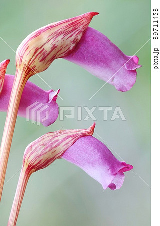 ナンバンギセル　ススキの根に寄生する植物 39711453