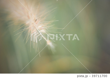 Fountain or Feather grass with selective focus 39711700
