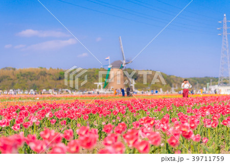 日本の春 佐倉のチューリップ畑 39711759