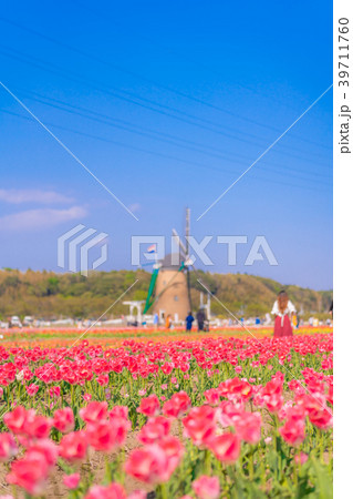 日本の春 佐倉のチューリップ畑 日本の春 佐倉のチューリップ畑 39711760