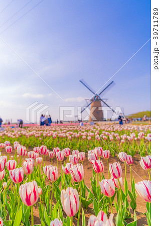 日本の春 佐倉のチューリップ畑 日本の春 佐倉のチューリップ畑 39711789