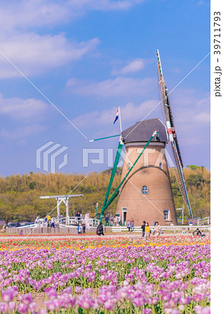 日本の春 佐倉のチューリップ畑 39711793