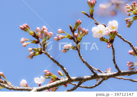 桜 開花 蕾の写真素材