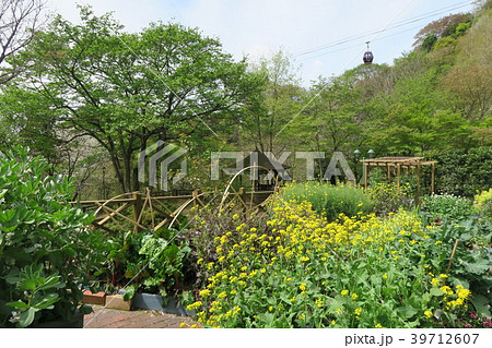 神戸布引ハーブ園 家庭菜園ポタジェ の写真素材