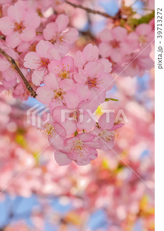 桜の開花イメージ 桜の開花イメージ 39713272