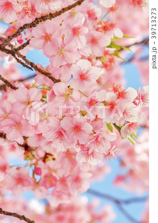桜の開花イメージ 桜の開花イメージ 39713273