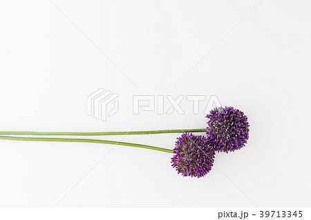 Purple Allium isolated on white background 39713345