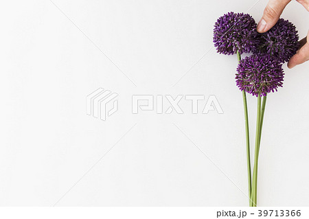 Purple Allium isolated on white background Purple Allium isolated on white background 39713366
