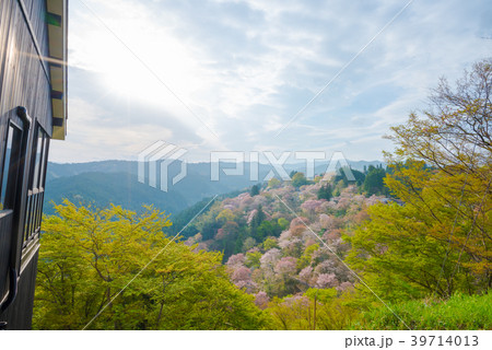 奈良県・吉野山の桜・早朝 奈良県・吉野山の桜・早朝 39714013